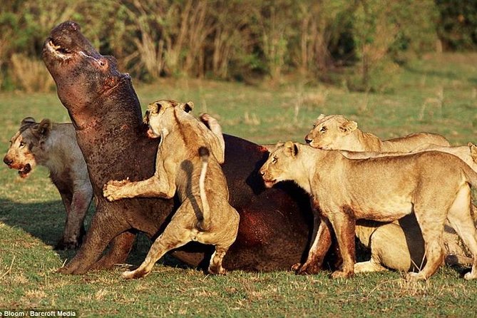 4 Days Tarangire Serengeti Ngorongoro Crater - Why the small group limit matters