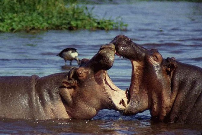 4 Days Tarangire Serengeti Ngorongoro Crater - Food, camping, and the daily routine