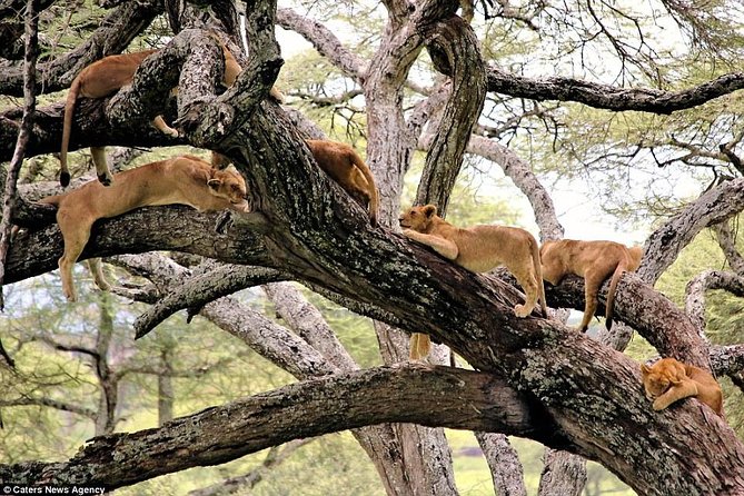 4 Days Tarangire Serengeti Ngorongoro Crater - The main tradeoff: reach versus relaxation