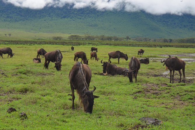 4 Days Tarangire ,Serengeti &Ngorongoro crater group Tour - Day 1: Tarangire and its great elephant herds