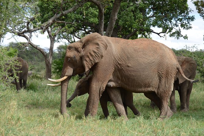 4 Days Tarangire ,Serengeti &Ngorongoro crater group Tour - Day 3: Sunrise in central Serengeti