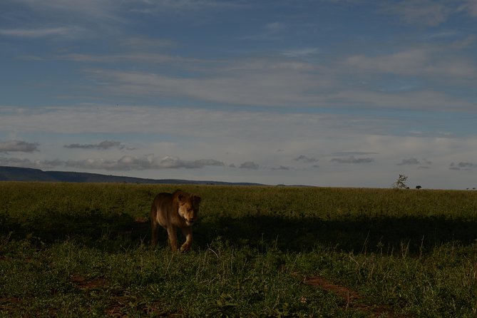 4 Days Tarangire ,Serengeti &Ngorongoro crater group Tour - Day 2: The long road toward Serengeti