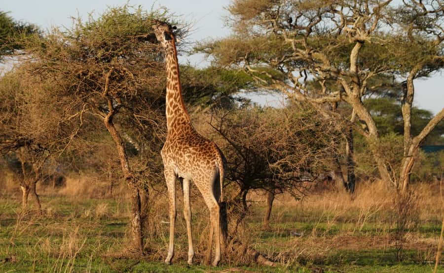 4 Days Tarangire, Serengeti, Ngorongoro Group Camping Safari - Why this route works in only four days