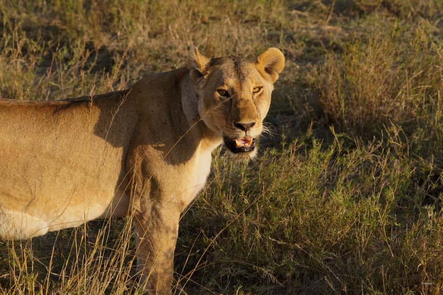 4 Days Tarangire, Serengeti, Ngorongoro Group Camping Safari - Day 2: The long road to the Serengeti
