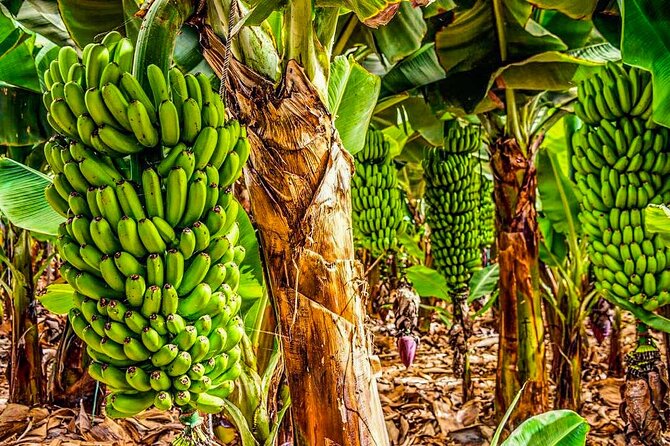 4 Hours Eco Safari Tour with Electric Car in Tenerife - Why driving a Twizy changes the Tenerife tour