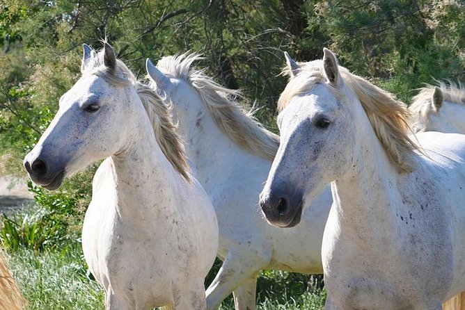 4x4 Camargue Safari 4h - Departure from Arles - The guides are a major part of the experience