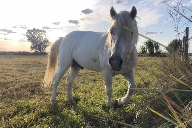 4x4 Camargue Safari 4h - Departure from Arles - Is $71.35 good value?