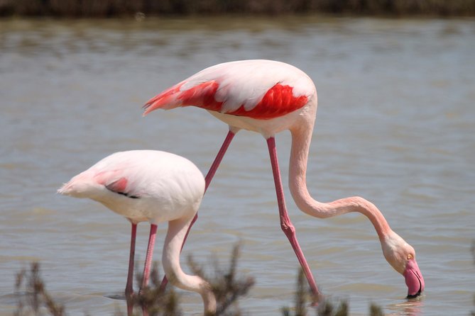4x4 Camargue Safari 4h - Departure from Arles - Horses, bulls, and flamingos