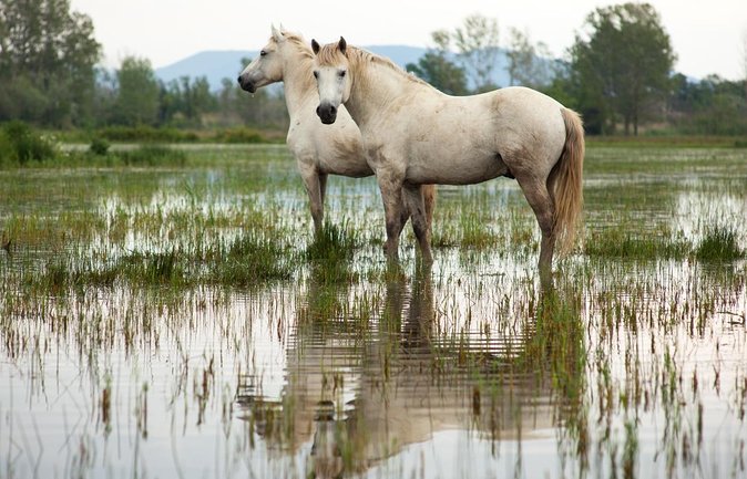 4x4 Camargue Safari 4h - Private Tour - Departure from Arles - Key points to know before booking