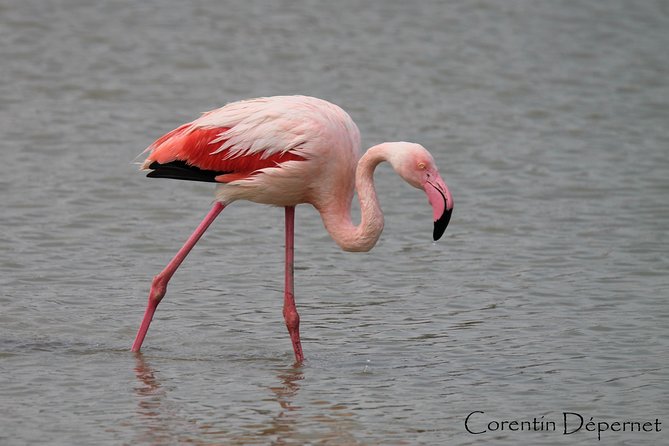 4x4 Camargue Safari 4h - Private Tour - Departure from Arles - Why a private 4x4 is a smart way to see the Camargue