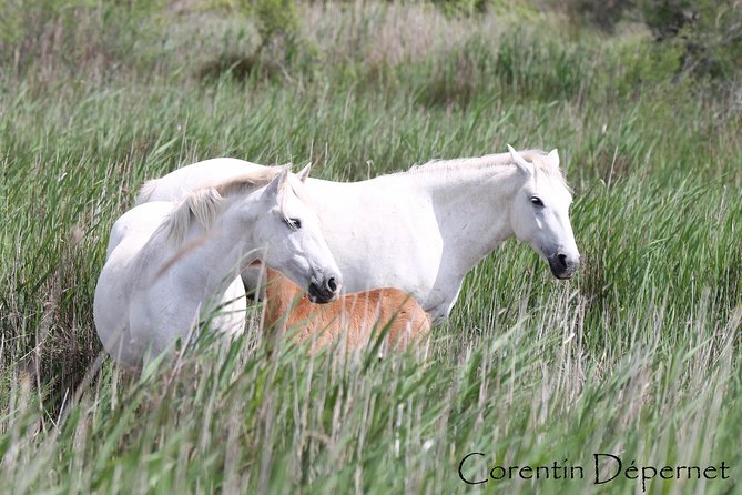 4x4 Camargue Safari 4h - Private Tour - Departure from Arles - Reading the Camargue’s fauna and flora