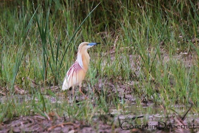 4x4 Camargue Safari 4h - Private Tour - Departure from Arles - The price and who gets the best value