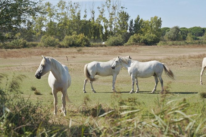 4x4 Camargue Safari 4h - Private Tour - Departure from Arles - Leaving Arles for the open Camargue
