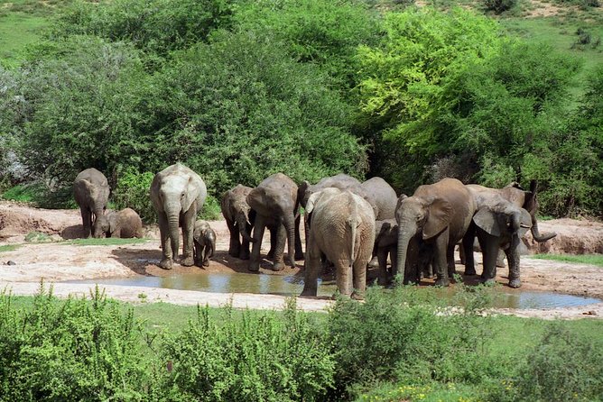 5 Day Cape to Addo Safari - Garden Route Small Group Tour - What this five-day Cape to Addo tour actually delivers