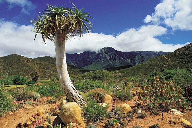 5 Day Cape to Addo Safari - Garden Route Small Group Tour - The guides are a major part of the experience