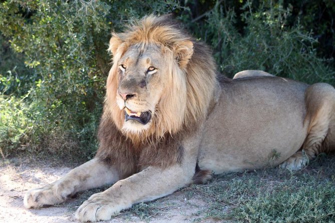 5 Day Cape to Addo Safari - Garden Route Small Group Tour - What is included, and where the costs grow