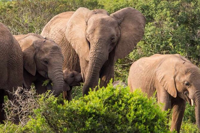 5 Day Garden Route and Addo Safari - Best of South Africa Small Group Tour - Accommodation choices and what they mean