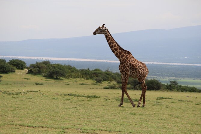 5-Day Highlights mid-Range Crater, Serengeti, Tarangire - Day 3: Ngorongoro Crater and the move toward Serengeti