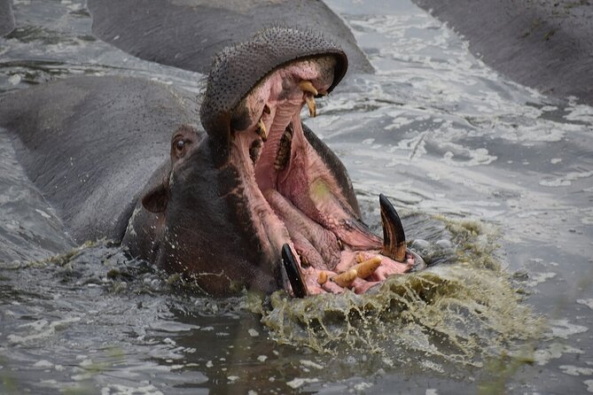 5-Day Highlights mid-Range Crater, Serengeti, Tarangire - Day 4: A long Serengeti game drive
