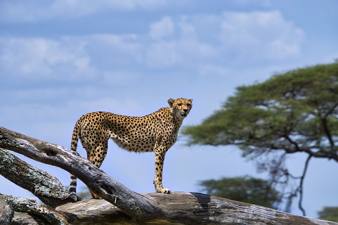 5-Day Highlights mid-Range Crater, Serengeti, Tarangire - Day 5: Lake Manyara’s forest, lake, and birds