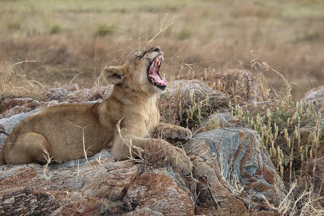 5-Day Highlights mid-Range Crater, Serengeti, Tarangire - What the $2,327 price really covers