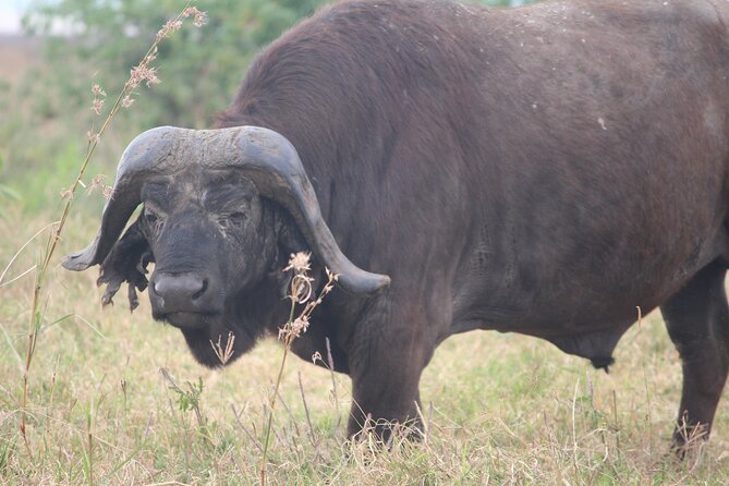 5-Day Highlights mid-Range Crater, Serengeti, Tarangire - Food, lodging, and comfort on the road