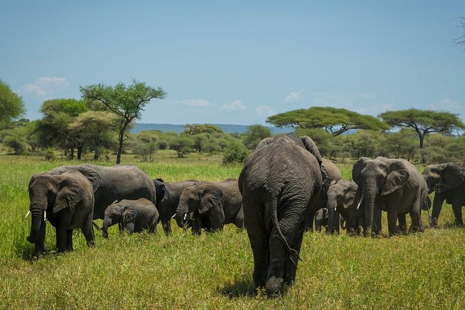 5-Day Mid-Range Safari in Tanzania - Day 4: Lake Manyara, forest, lake, and Rift Valley views