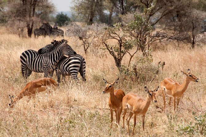 5-Day Mid-Range Safari in Tanzania - Day 5: Airport transfer and the choice to add Zanzibar