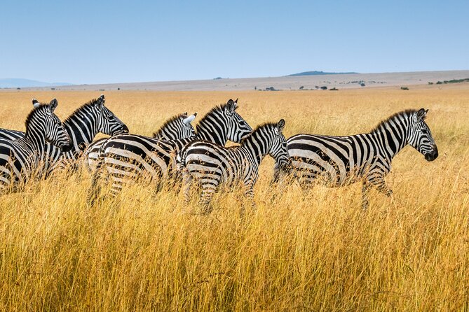 5-Day Ngorongoro Crater and Lake Manyara Safari from Arusha - Day 1: Tarangire’s elephants, trees, and first game drive