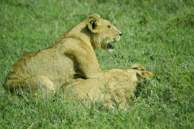 5-Day Ngorongoro Crater and Lake Manyara Safari from Arusha - Day 3: Sunrise in the Serengeti and a late return