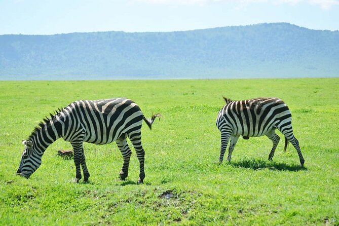 5-Day Ngorongoro Crater and Lake Manyara Safari from Arusha - Day 4: Six hours below the Ngorongoro rim
