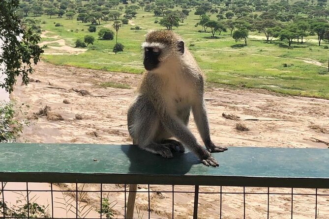 5-Day Ngorongoro Crater and Lake Manyara Safari from Arusha - Day 5: Lake Manyara’s forest and alkaline lake