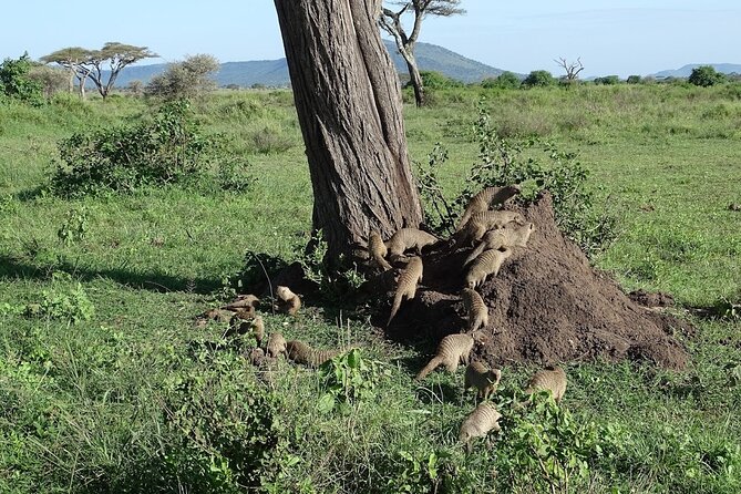5-Day Ngorongoro Crater and Lake Manyara Safari from Arusha - Camping, lodges, and the food setup