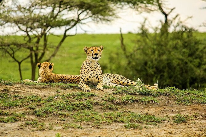 5-Day Ngorongoro Crater and Lake Manyara Safari from Arusha - What $1,150 really buys you