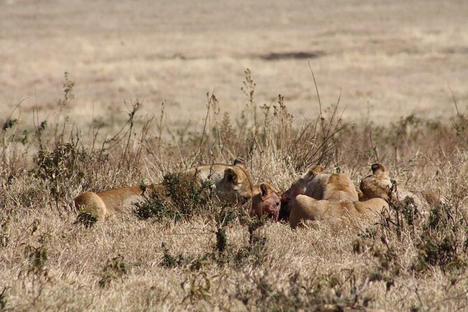 5-Day private Camping Safari Tour in Tanzania - Three major wildlife areas in five days