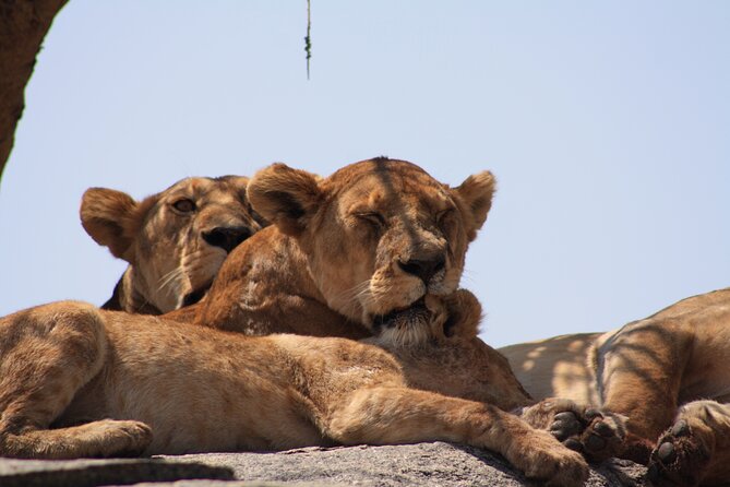 5-Day private Camping Safari Tour in Tanzania - Day 3: The full Serengeti game-drive day