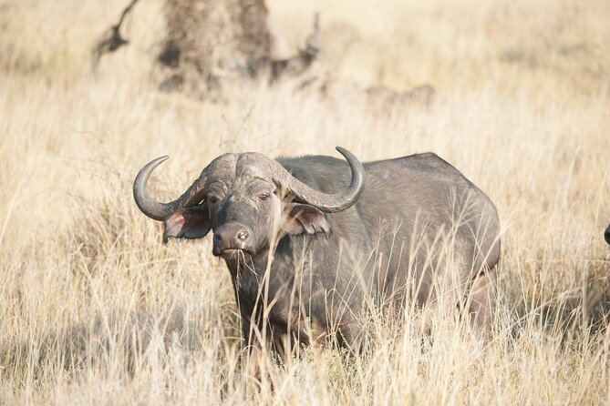 5-Day private Camping Safari Tour in Tanzania - What $2,300 buys you