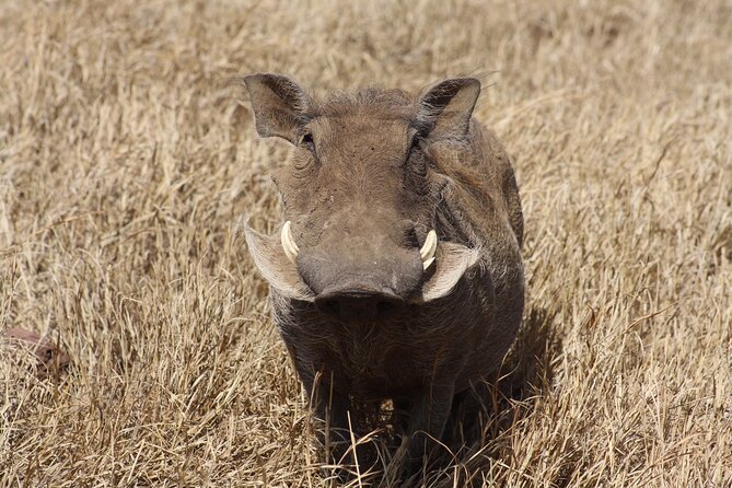5-Day private Camping Safari Tour in Tanzania - Day 1: Tarangire’s elephants and baobab country