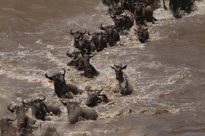 5-Day Private Northern Tanzania Safari from Arusha - Day 3: A full Serengeti day for predators