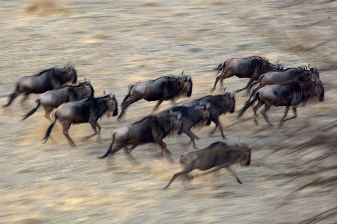 5-Day Private Safari Tour in Northern Tanzania - Day 4: Ngorongoro Conservation Area