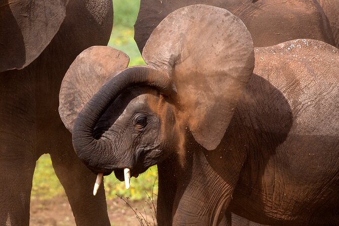 5-Day Private Safari Tour in Northern Tanzania - Day 2: The long road from Tarangire to Serengeti