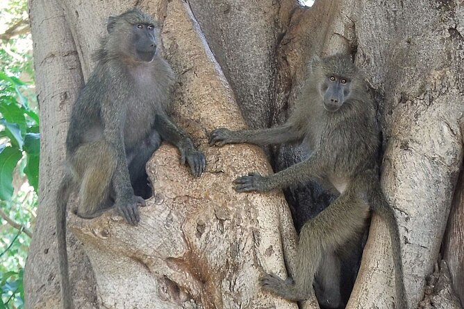 5 day safari Tarangire Serengeti and Ngorongoro crater - Day four: One last Serengeti morning before Ngorongoro