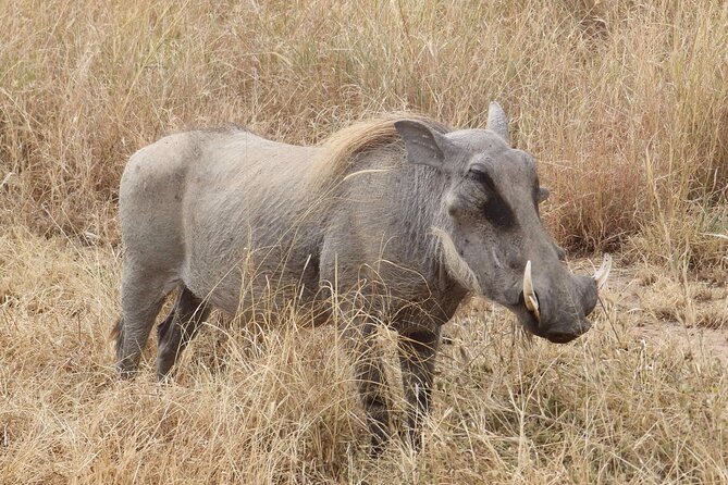 5 day safari Tarangire Serengeti and Ngorongoro crater - Day five: Ngorongoro Crater’s compact wildlife show