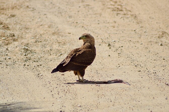 5 day safari Tarangire Serengeti and Ngorongoro crater - Accommodation, meals, and the safari vehicle