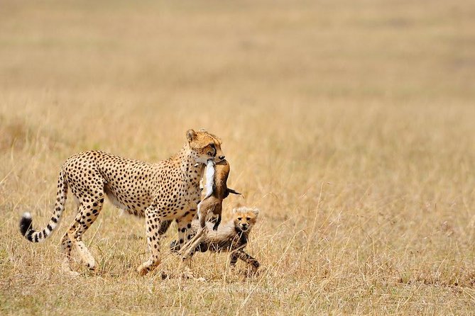 5 Day Serengeti, Tarangire, & Ngorongoro & Manyara Grass Root Safari. - Day 1: Tarangire and the river that draws the animals