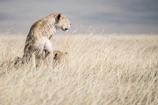 5 Day Serengeti, Tarangire, & Ngorongoro & Manyara Grass Root Safari. - Day 4: Down into Ngorongoro Crater