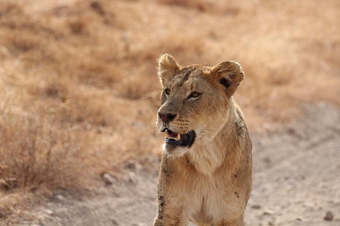 5 Day Serengeti, Tarangire, & Ngorongoro & Manyara Grass Root Safari. - Day 2: From the highlands to the Serengeti plains