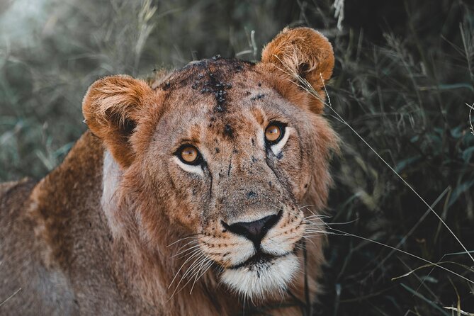 5 Day Tanzania Safari - Key points at a glance