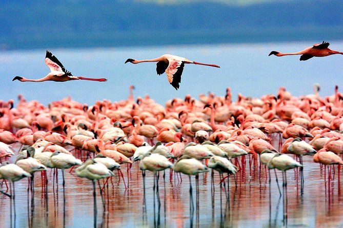 5 Days 4 Nights Tarangire, Serengeti , Ngorongoro & Manyara Wildlife Safari - Day three: an early Serengeti start