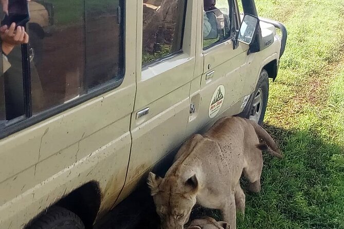 5 Days Camping Tarangire, Serengeti & Ngorongoro crater & Visiting Maasai - Guides make the difference